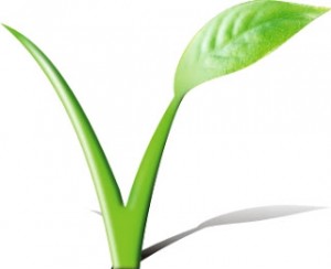 vegan_corsi_cucina_torino